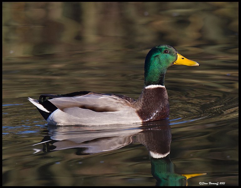 _5SB7047 mallard drake.jpg